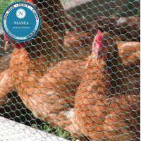 chicken farm used hexagonal chicken wire mesh